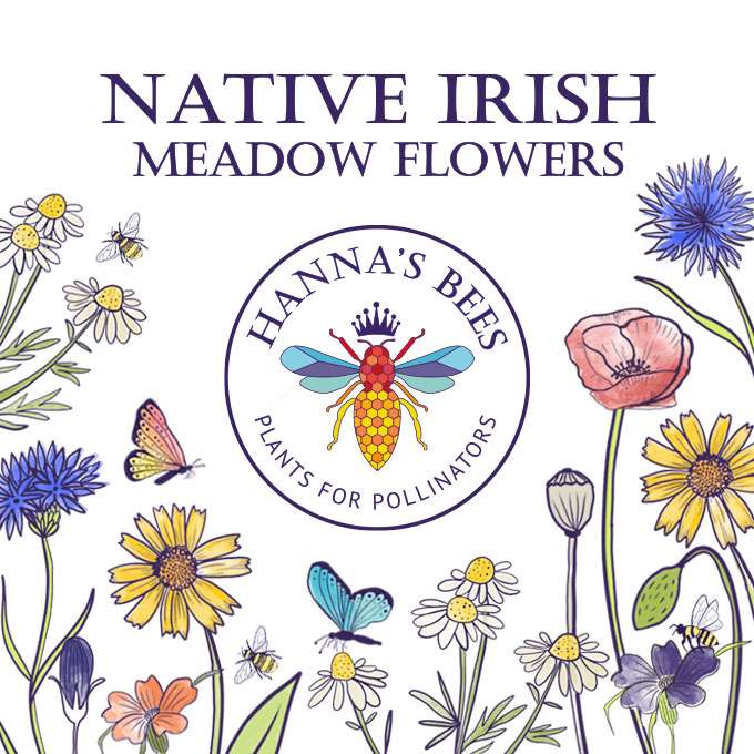 Hanna’s Bees - Native Irish Meadow Flowers