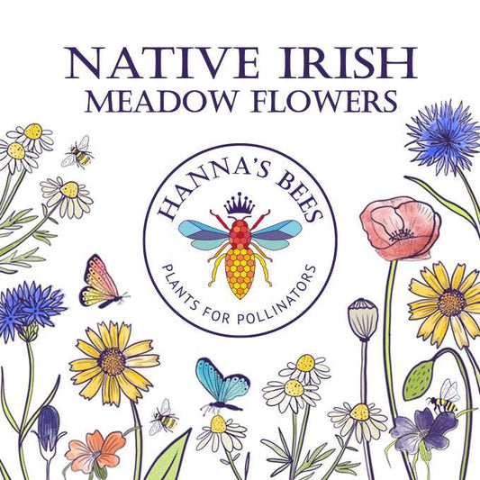 Hanna’s Bees - Native Irish Meadow Flowers