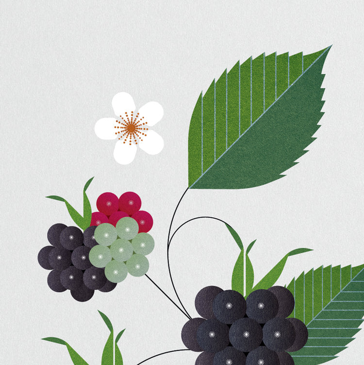 Blackberry Print by Sally Caulwell