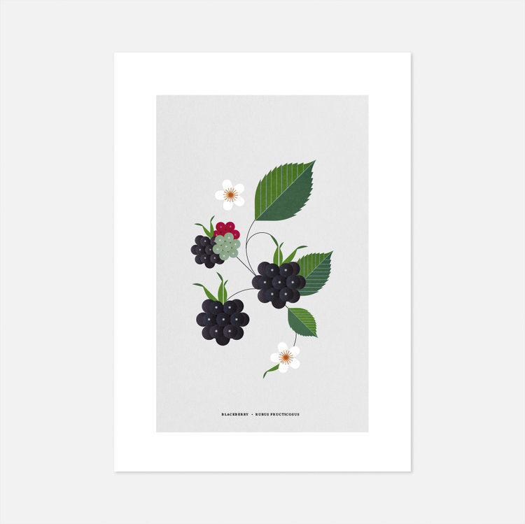 Blackberry Print by Sally Caulwell