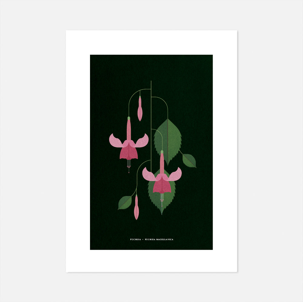 Fuschia Print by Sally Caulwell