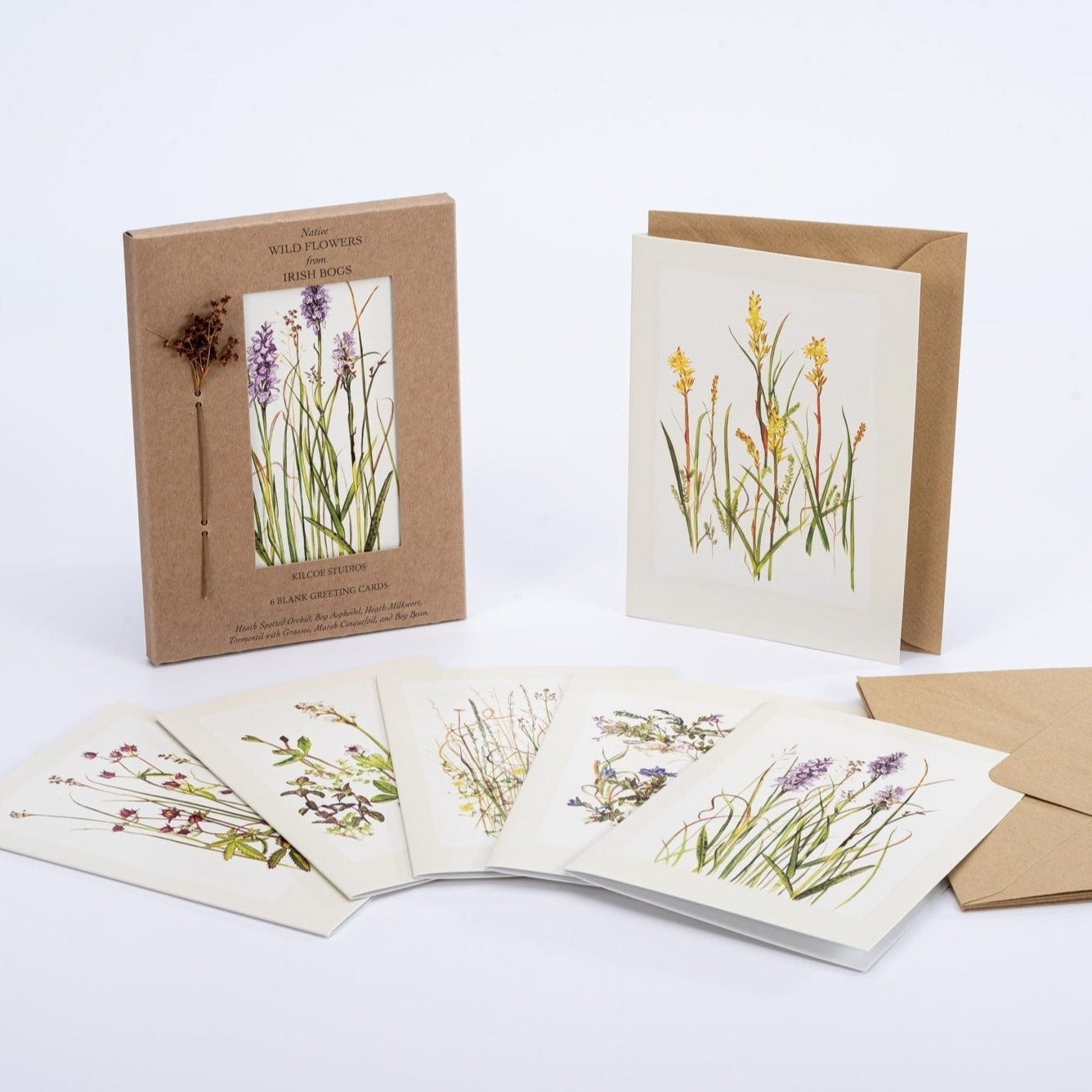 Wildflowers from Irish Bogs - 6 pack of greetings cards – Kilcoe Studios