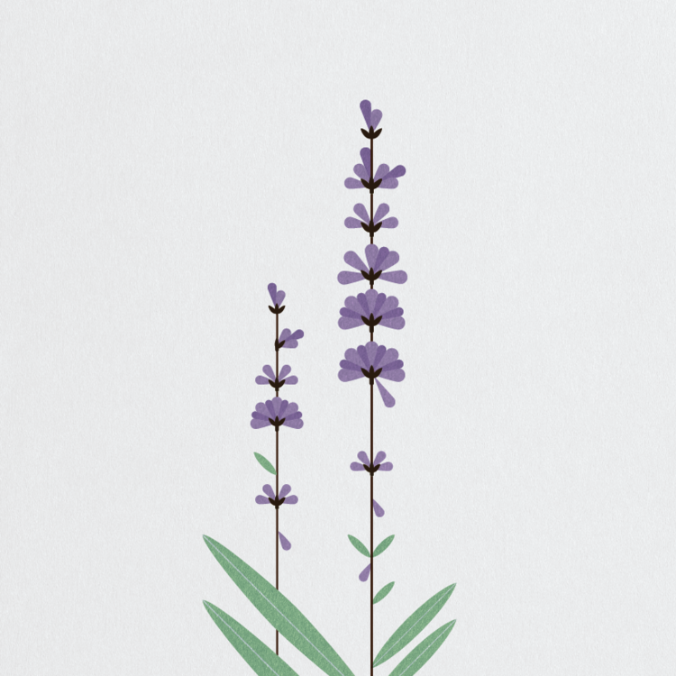 Lavender Print by Sally Caulwell