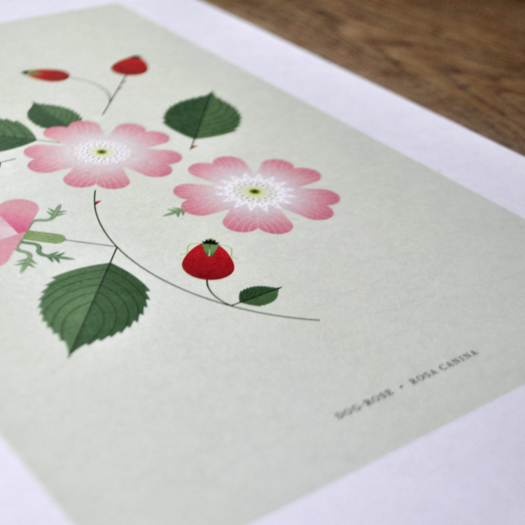 Rosehip Print by Sally Caulwell