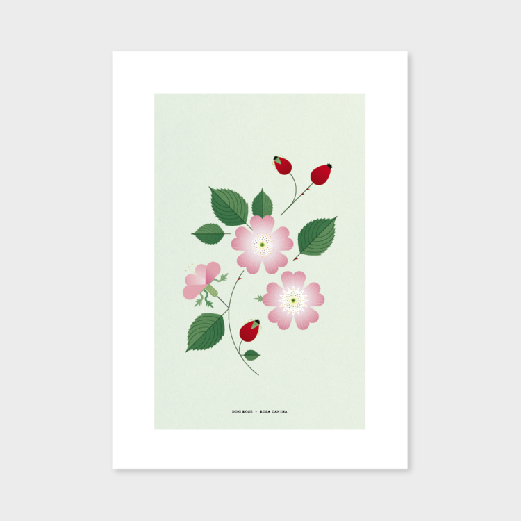 Rosehip Print by Sally Caulwell