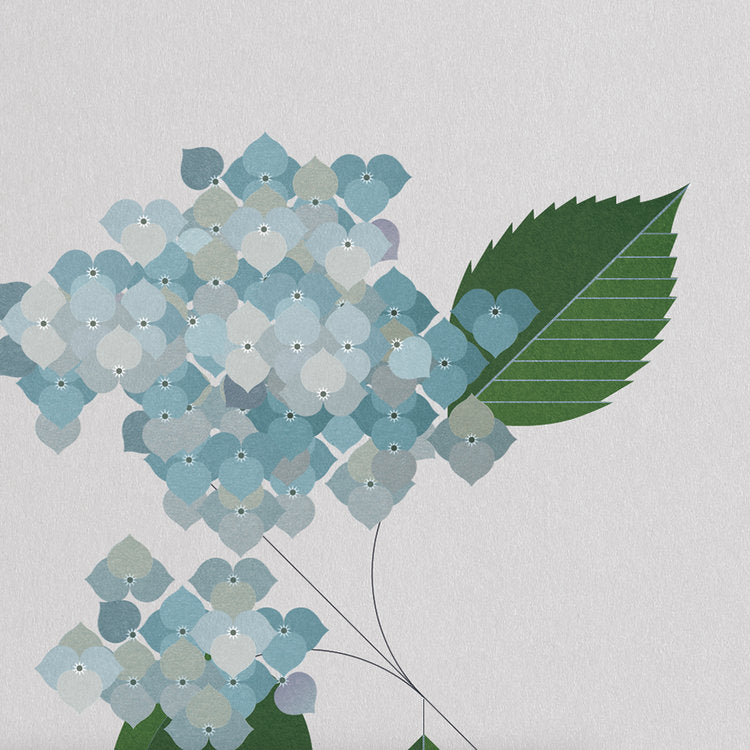 Hydrangea Print by Sally Caulwell