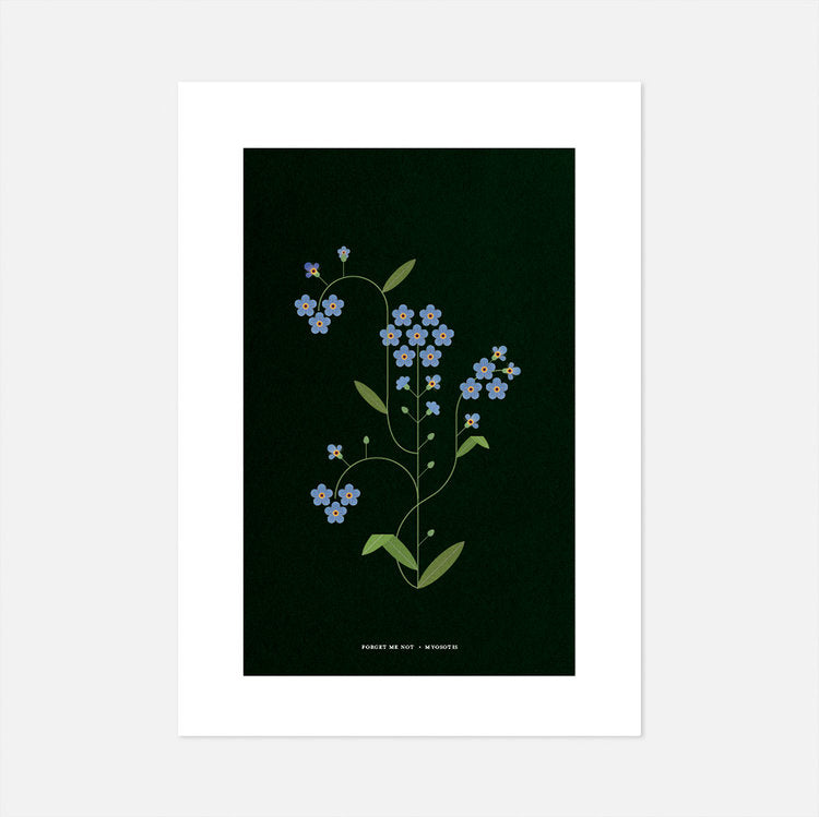Forget-me-not Print by Sally Caulwell