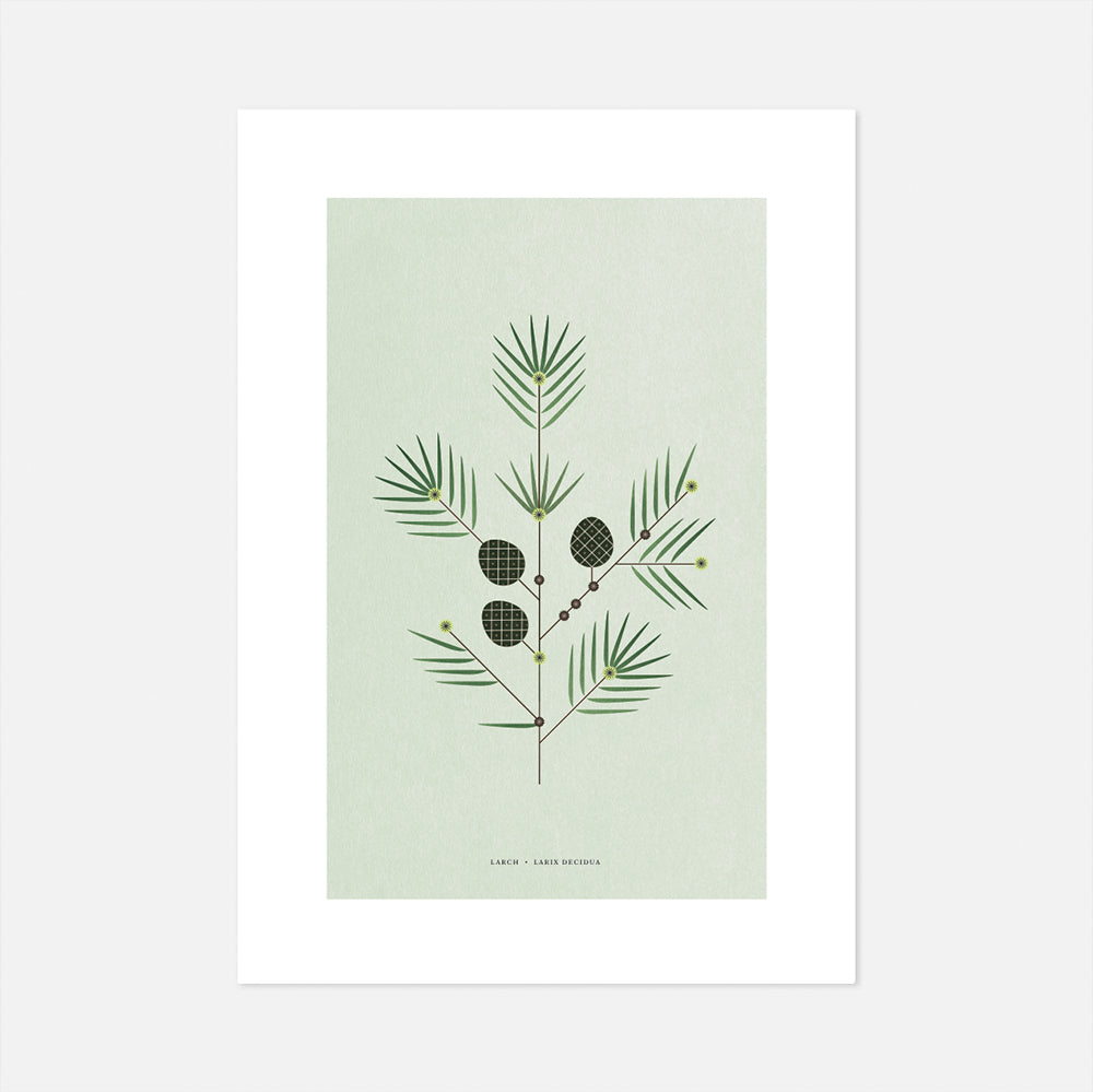 Larch Print by Sally Caulwell
