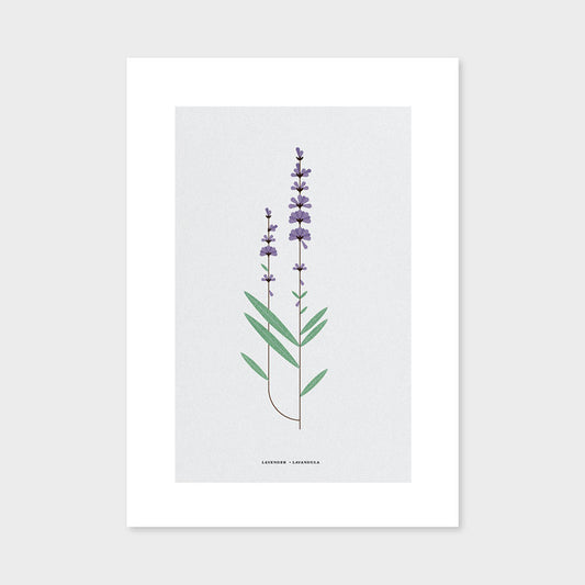 Lavender Print by Sally Caulwell