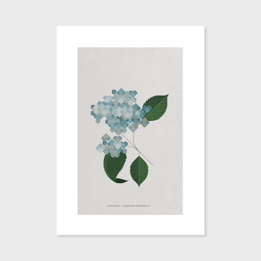 Hydrangea Print by Sally Caulwell